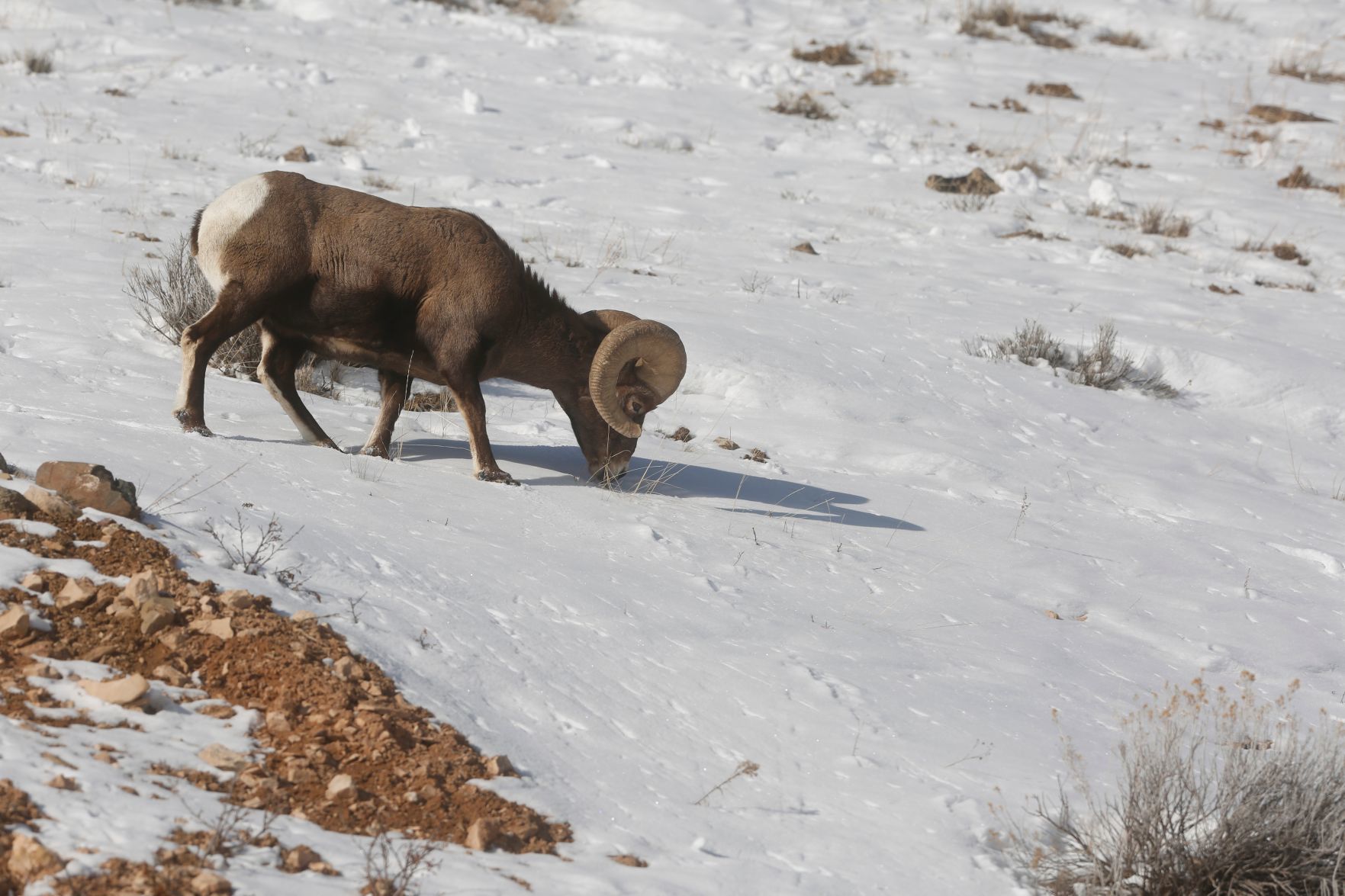 Bighorn sheep